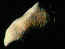 asteroide_gaspra.jpg (4461 bytes)